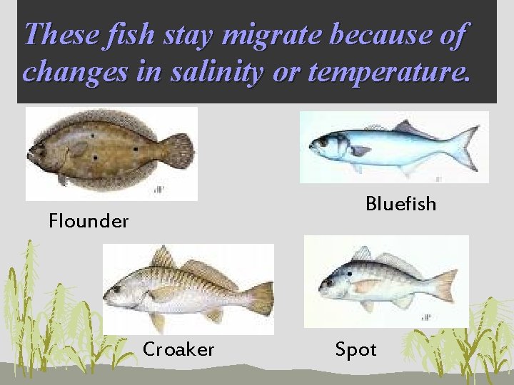 These fish stay migrate because of changes in salinity or temperature. Bluefish Flounder Croaker