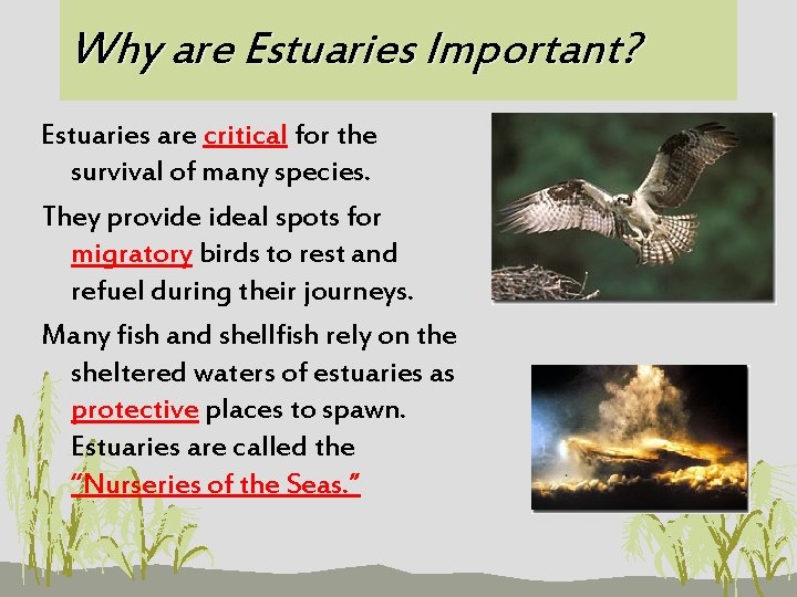 Why are Estuaries Important? Estuaries are critical for the survival of many species. They