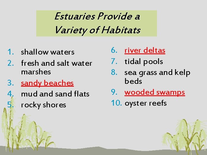 Estuaries Provide a Variety of Habitats 1. shallow waters 2. fresh and salt water