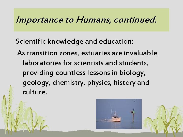 Importance to Humans, continued. Scientific knowledge and education: As transition zones, estuaries are invaluable