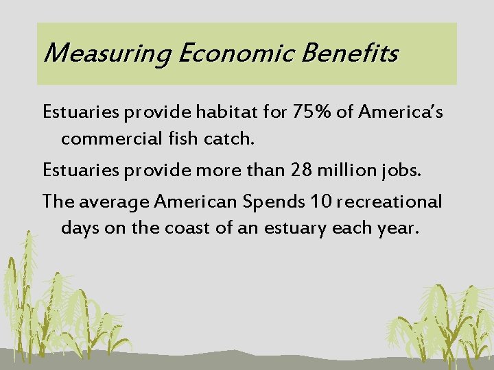 Measuring Economic Benefits Estuaries provide habitat for 75% of America’s commercial fish catch. Estuaries