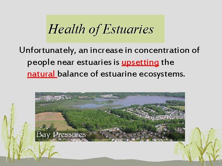 Health of Estuaries Unfortunately, an increase in concentration of people near estuaries is upsetting