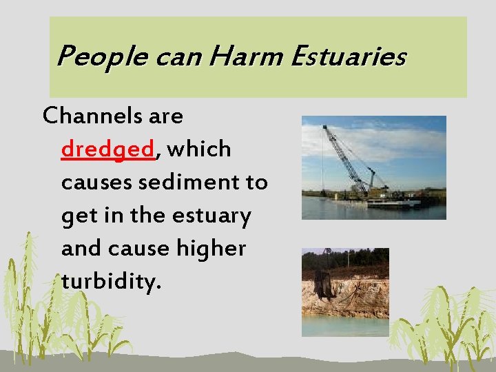 People can Harm Estuaries Channels are dredged, which causes sediment to get in the