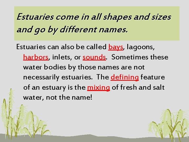 Estuaries come in all shapes and sizes and go by different names. Estuaries can