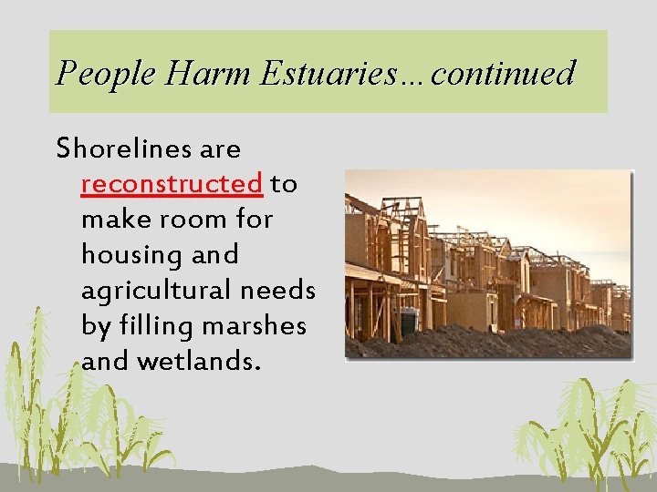 People Harm Estuaries…continued Shorelines are reconstructed to make room for housing and agricultural needs