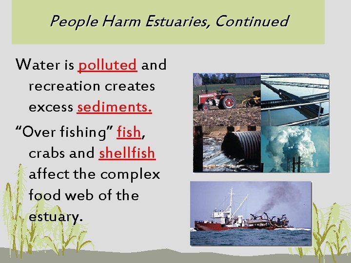 People Harm Estuaries, Continued Water is polluted and recreation creates excess sediments. “Over fishing”