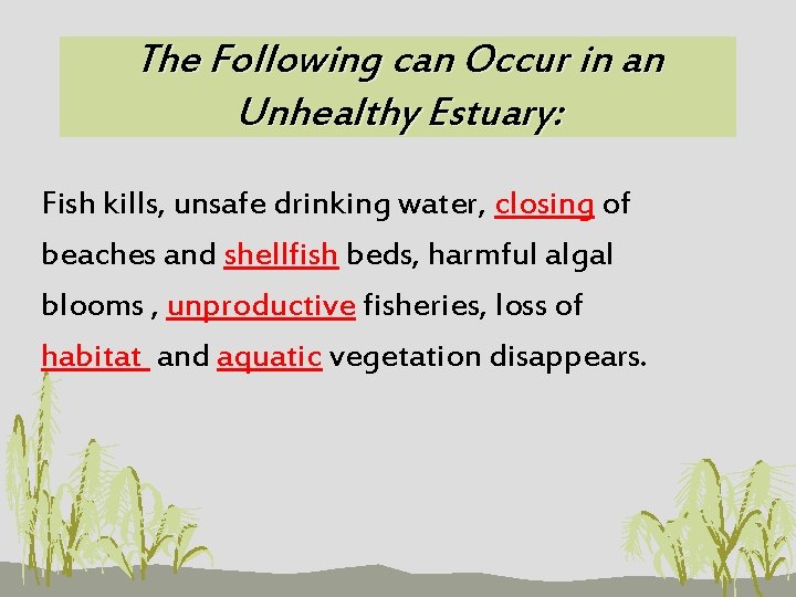 The Following can Occur in an Unhealthy Estuary: Fish kills, unsafe drinking water, closing