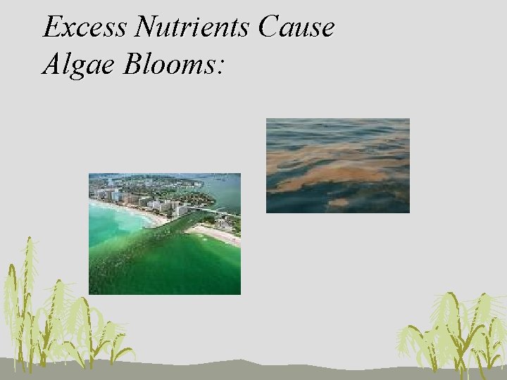 Excess Nutrients Cause Algae Blooms: 