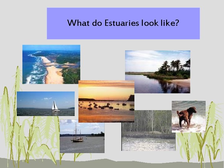 What do Estuaries look like? 