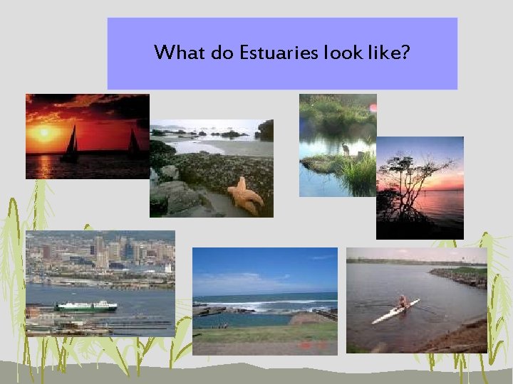 What do Estuaries look like? 