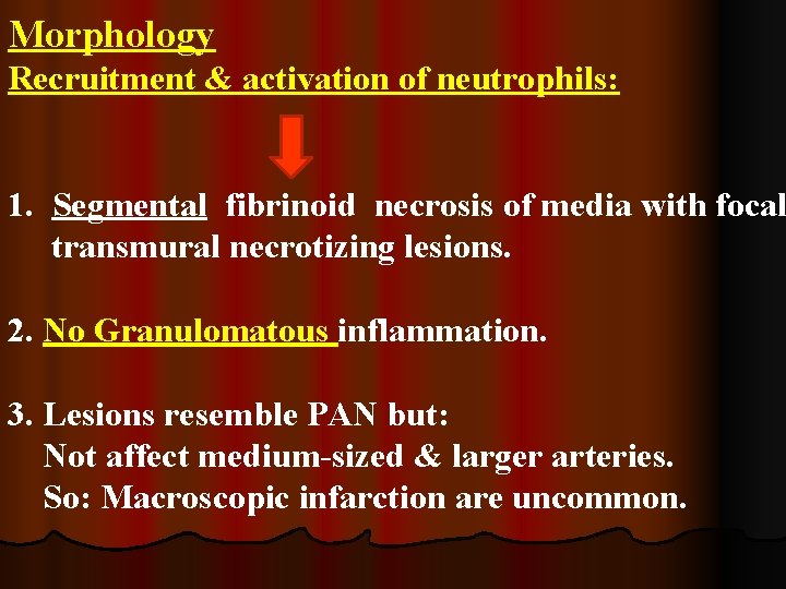 Morphology Recruitment & activation of neutrophils: 1. Segmental fibrinoid necrosis of media with focal
