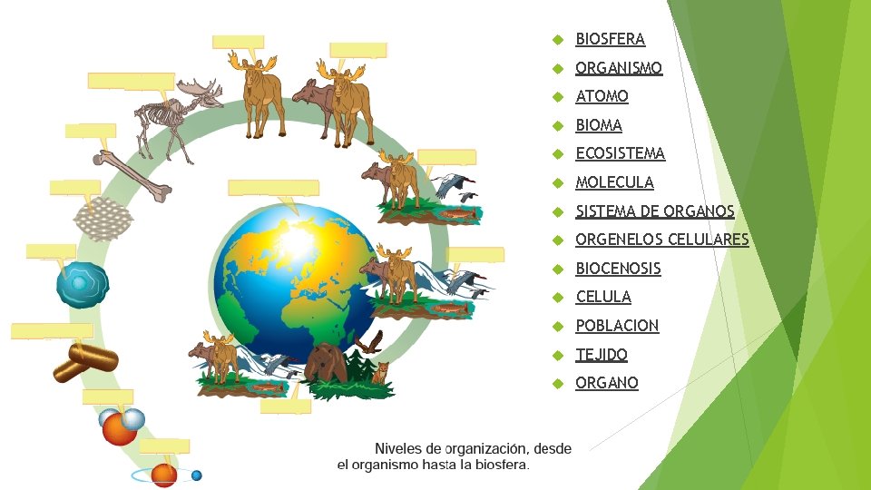  BIOSFERA ORGANISMO ATOMO BIOMA ECOSISTEMA MOLECULA SISTEMA DE ORGANOS ORGENELOS CELULARES BIOCENOSIS CELULA