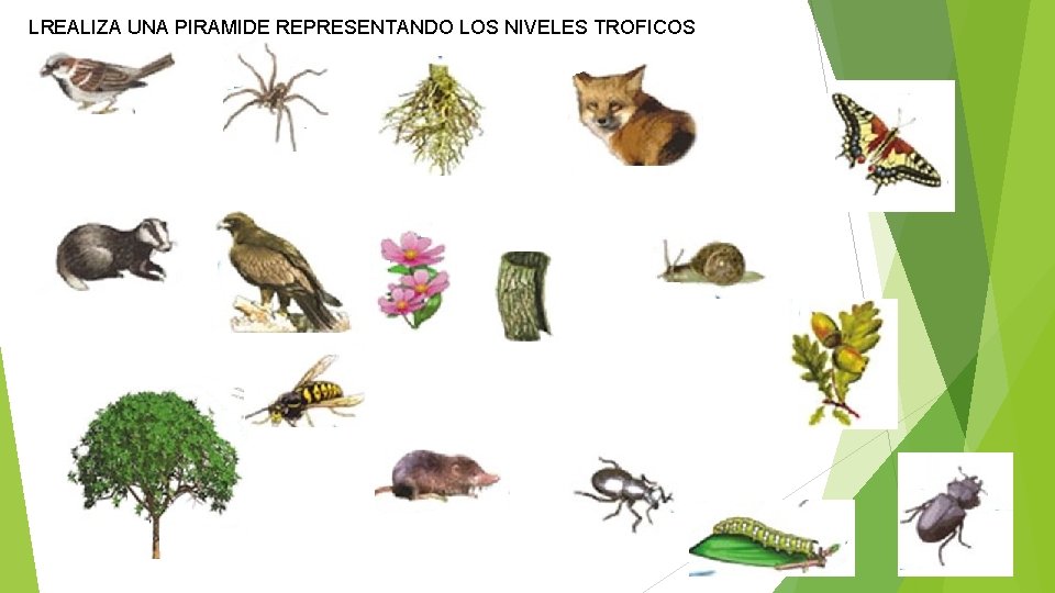 LREALIZA UNA PIRAMIDE REPRESENTANDO LOS NIVELES TROFICOS 