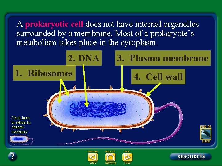 A prokaryotic cell does not have internal organelles surrounded by a membrane. Most of