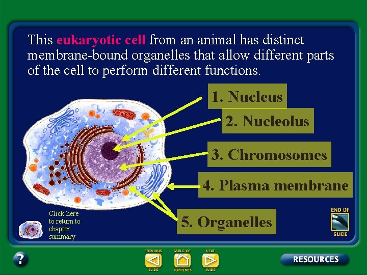 This eukaryotic cell from an animal has distinct membrane-bound organelles that allow different parts