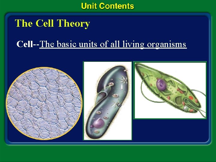 The Cell Theory Cell--The basic units of all living organisms 