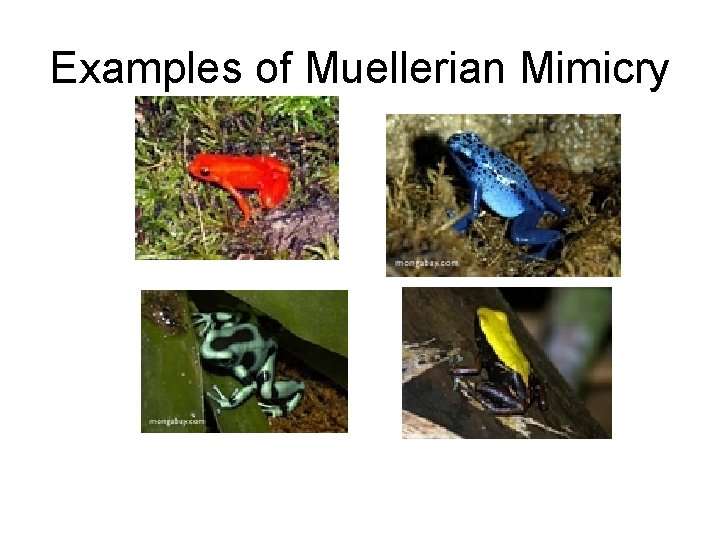 Examples of Muellerian Mimicry 