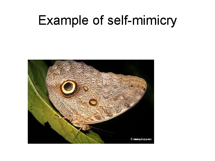 Example of self-mimicry 