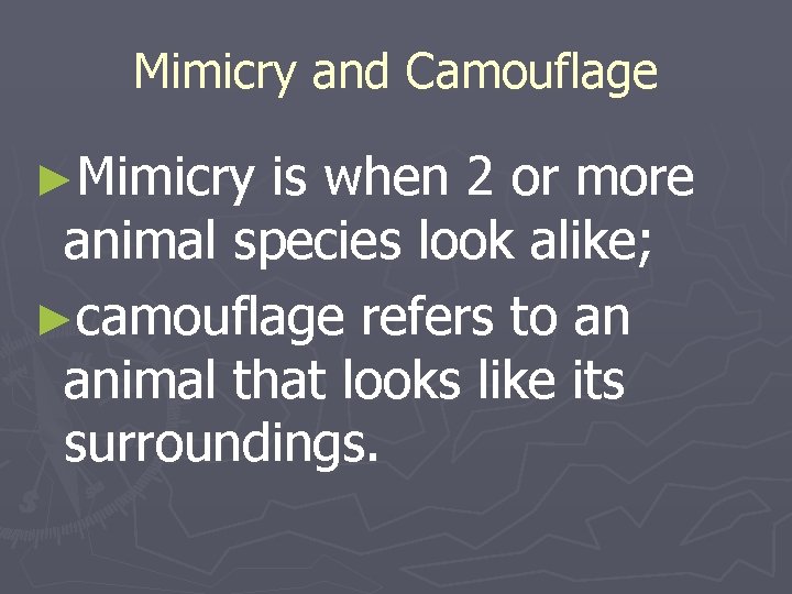 Mimicry and Camouflage ►Mimicry is when 2 or more animal species look alike; ►camouflage