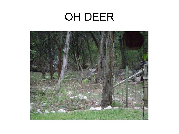 OH DEER 