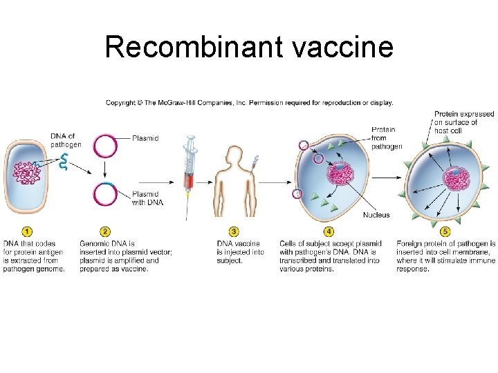 Recombinant vaccine 