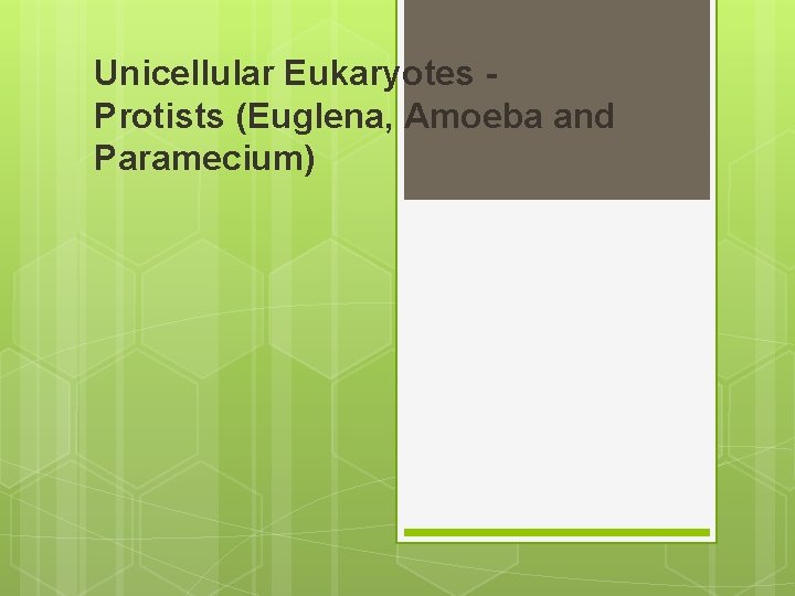 Unicellular Eukaryotes Protists (Euglena, Amoeba and Paramecium) 