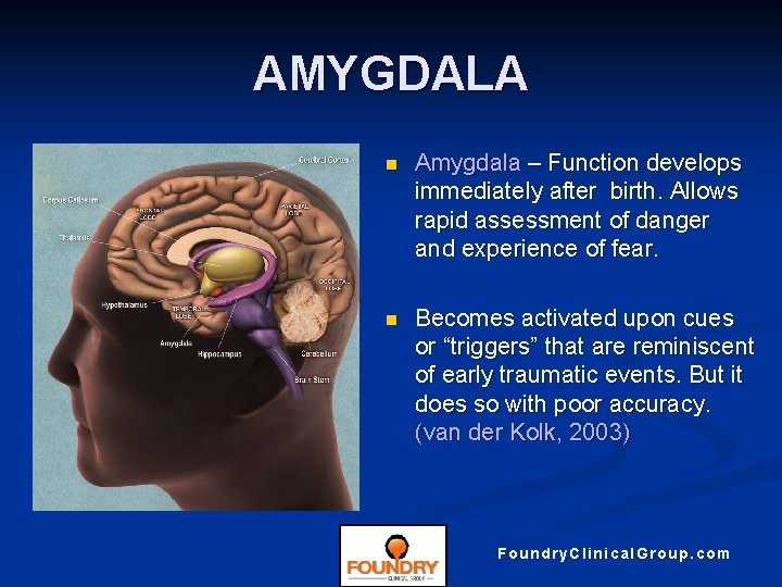 AMYGDALA n Amygdala – Function develops immediately after birth. Allows rapid assessment of danger