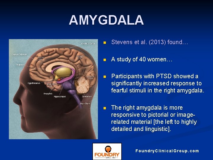 AMYGDALA n Stevens et al. (2013) found… n A study of 40 women… n