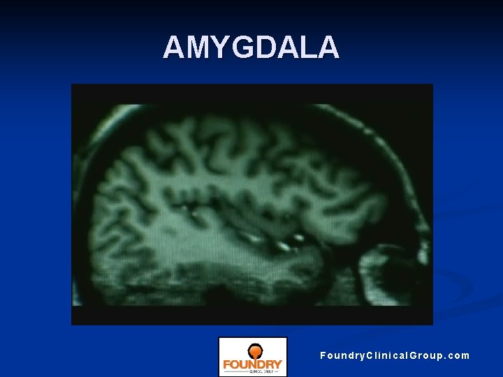 AMYGDALA Foundry. Clinical. Group. com 
