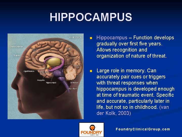 HIPPOCAMPUS n Hippocampus – Function develops gradually over first five years. Allows recognition and