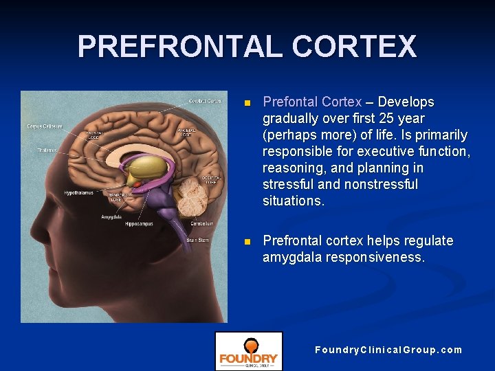 PREFRONTAL CORTEX n Prefontal Cortex – Develops gradually over first 25 year (perhaps more)