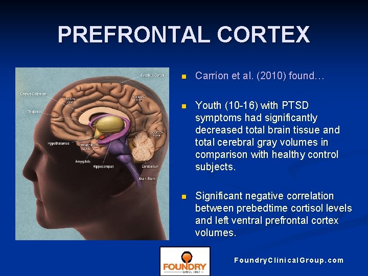 PREFRONTAL CORTEX n Carrion et al. (2010) found… n Youth (10 -16) with PTSD