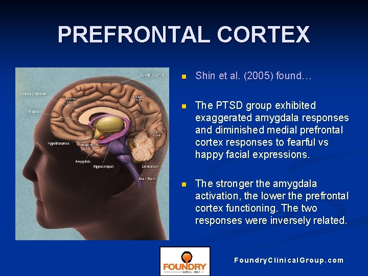 PREFRONTAL CORTEX n Shin et al. (2005) found… n The PTSD group exhibited exaggerated