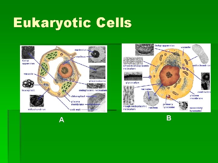 Eukaryotic Cells A B 