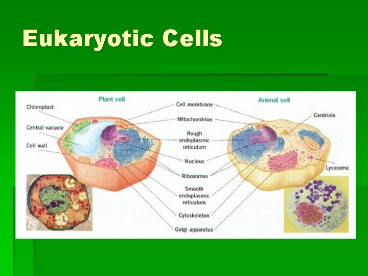 Eukaryotic Cells 