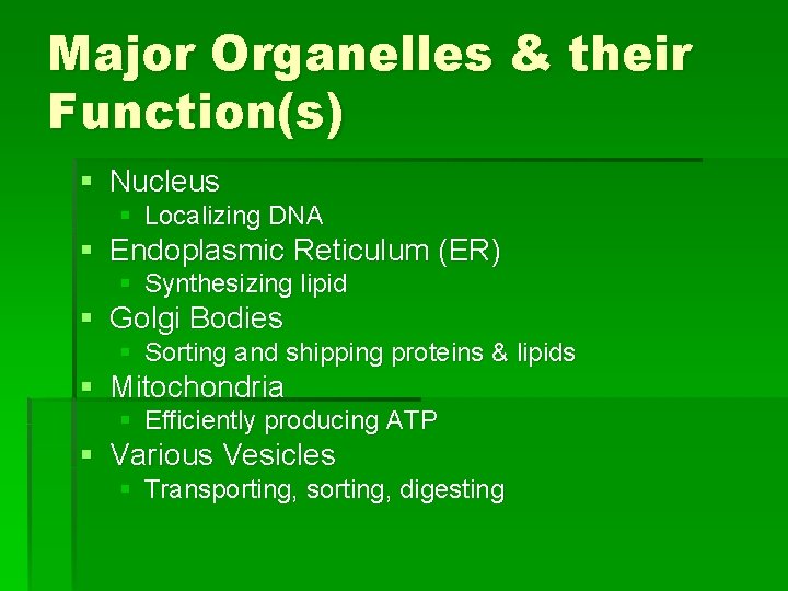 Major Organelles & their Function(s) § Nucleus § Localizing DNA § Endoplasmic Reticulum (ER)