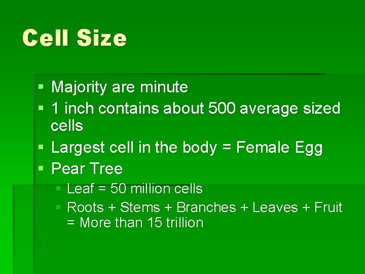 Cell Size § Majority are minute § 1 inch contains about 500 average sized