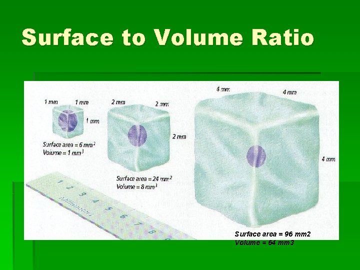Surface to Volume Ratio Surface area = 96 mm 2 Volume = 64 mm