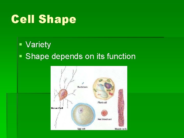 Cell Shape § Variety § Shape depends on its function 