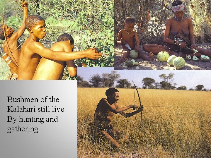 Bushmen of the Kalahari still live By hunting and gathering 