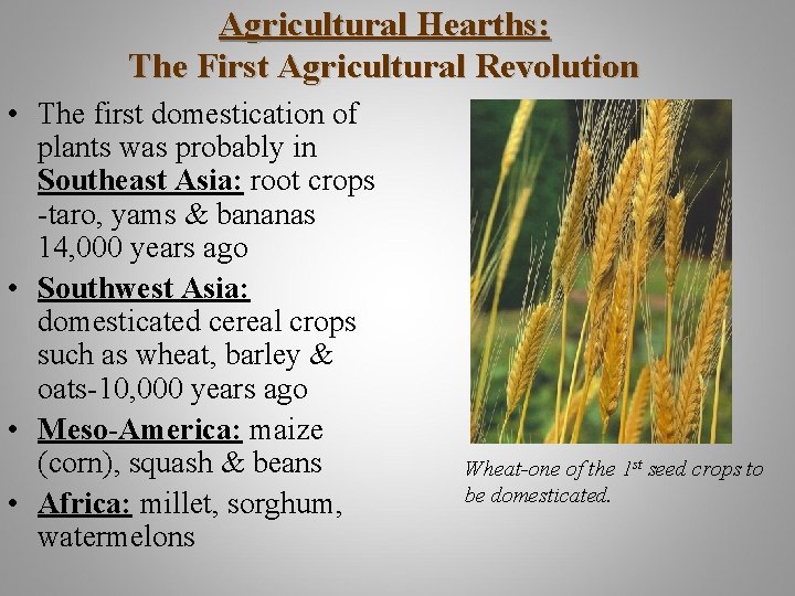 Agricultural Hearths: The First Agricultural Revolution • The first domestication of plants was probably