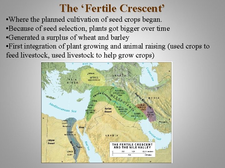 The ‘Fertile Crescent’ • Where the planned cultivation of seed crops began. • Because