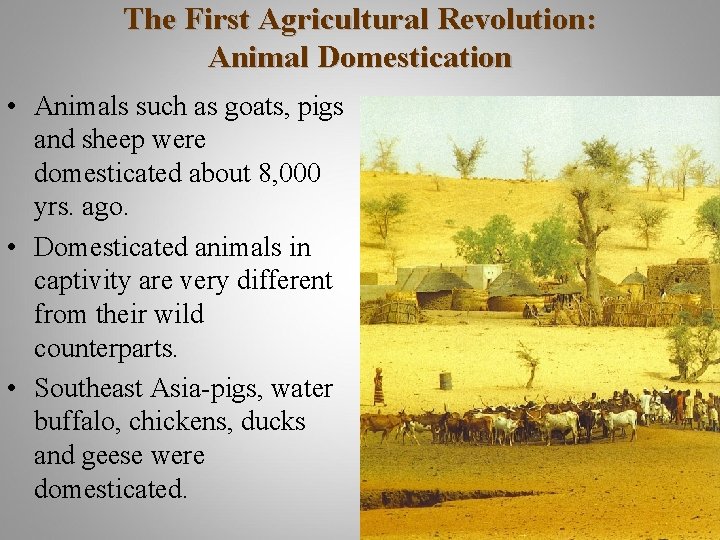 The First Agricultural Revolution: Animal Domestication • Animals such as goats, pigs and sheep