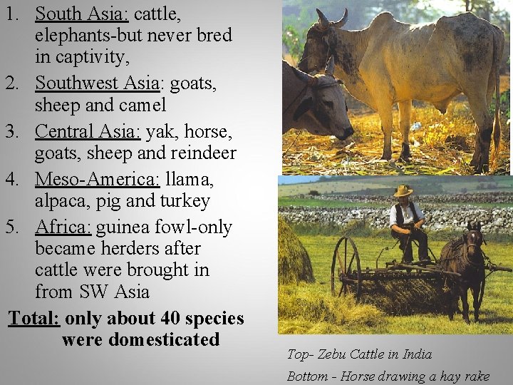 1. South Asia: cattle, elephants-but never bred in captivity, 2. Southwest Asia: goats, sheep