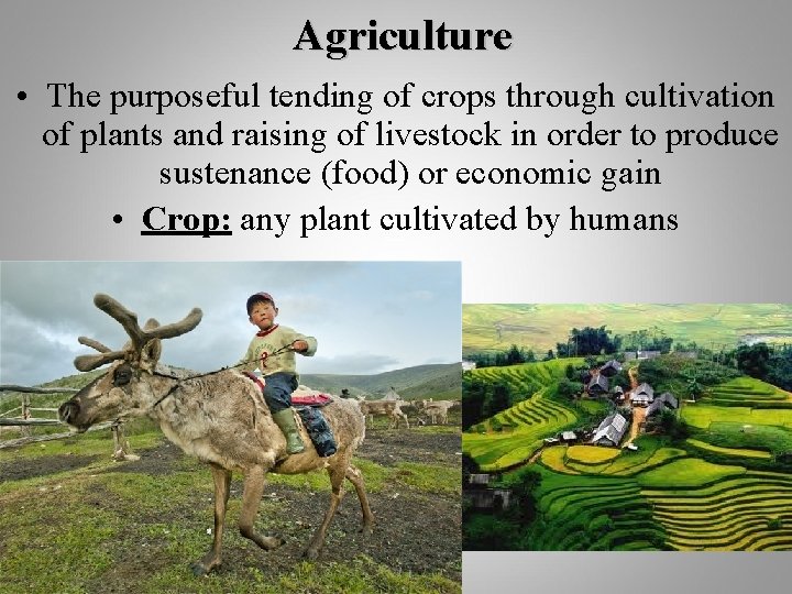 Agriculture • The purposeful tending of crops through cultivation of plants and raising of