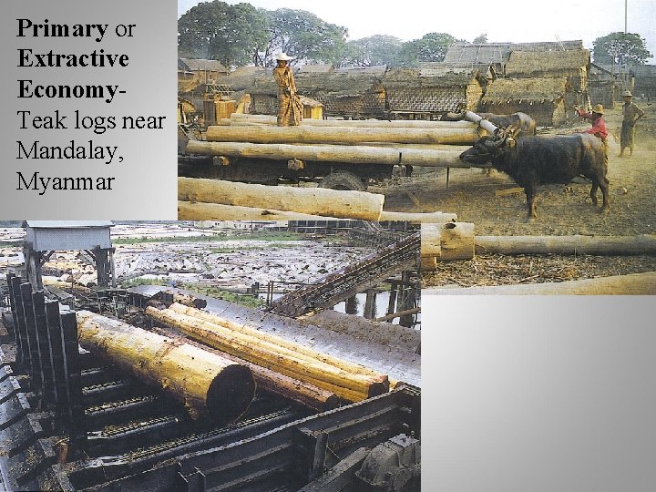 Primary or Extractive Economy. Teak logs near Mandalay, Myanmar 