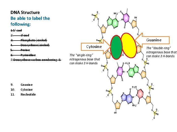 DNA Structure Be able to label the following