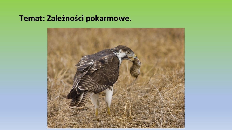 Temat: Zależności pokarmowe. 