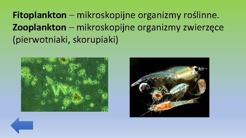 Fitoplankton – mikroskopijne organizmy roślinne. Zooplankton – mikroskopijne organizmy zwierzęce (pierwotniaki, skorupiaki) 