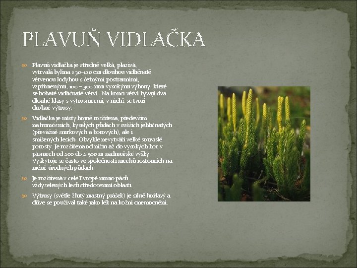 PLAVUŇ VIDLAČKA Plavuň vidlačka je středně velká, plazivá, vytrvalá bylina s 30– 120 cm PLAVUŇ VIDLAČKA Plavuň vidlačka je středně velká, plazivá, vytrvalá bylina s 30– 120 cm